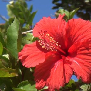 沖縄の花_ハイビスカス_赤花